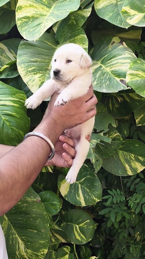 Dhanjal Pet Store