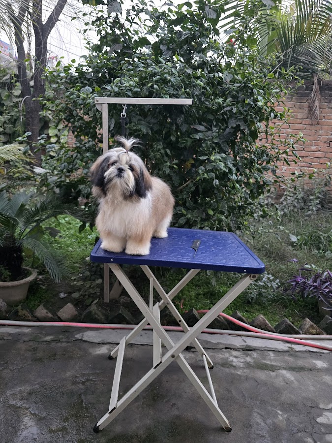 Dog World- Best Pet Shop