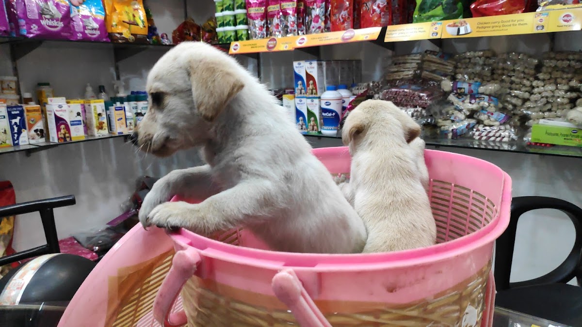 Dog's & Cat Pets Shop