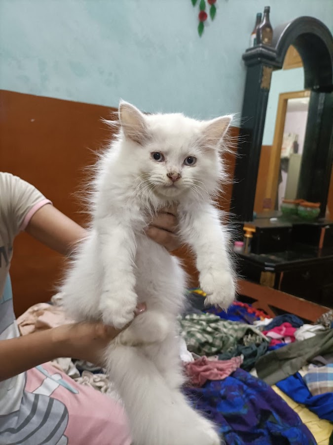 Dyna Pet Club