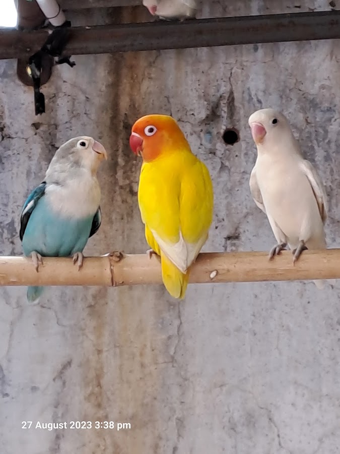 Mrk Aviary