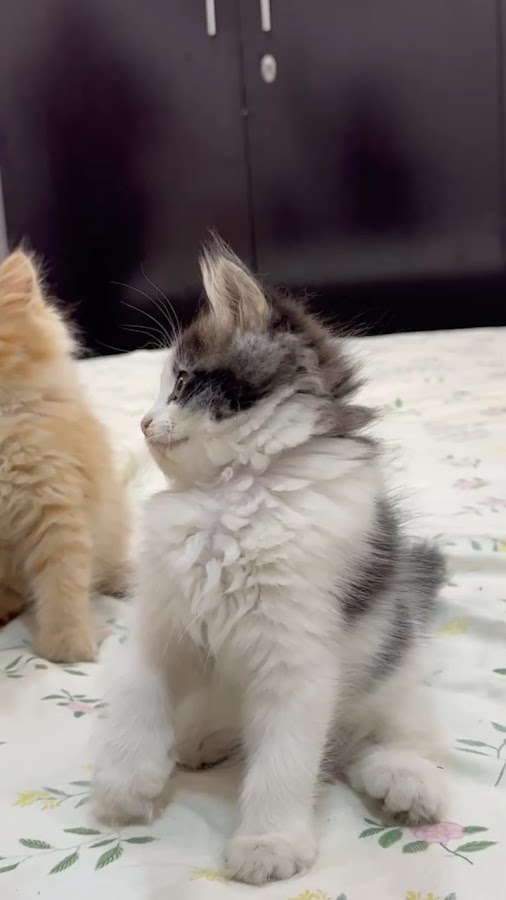 Persian Cat & Dogs