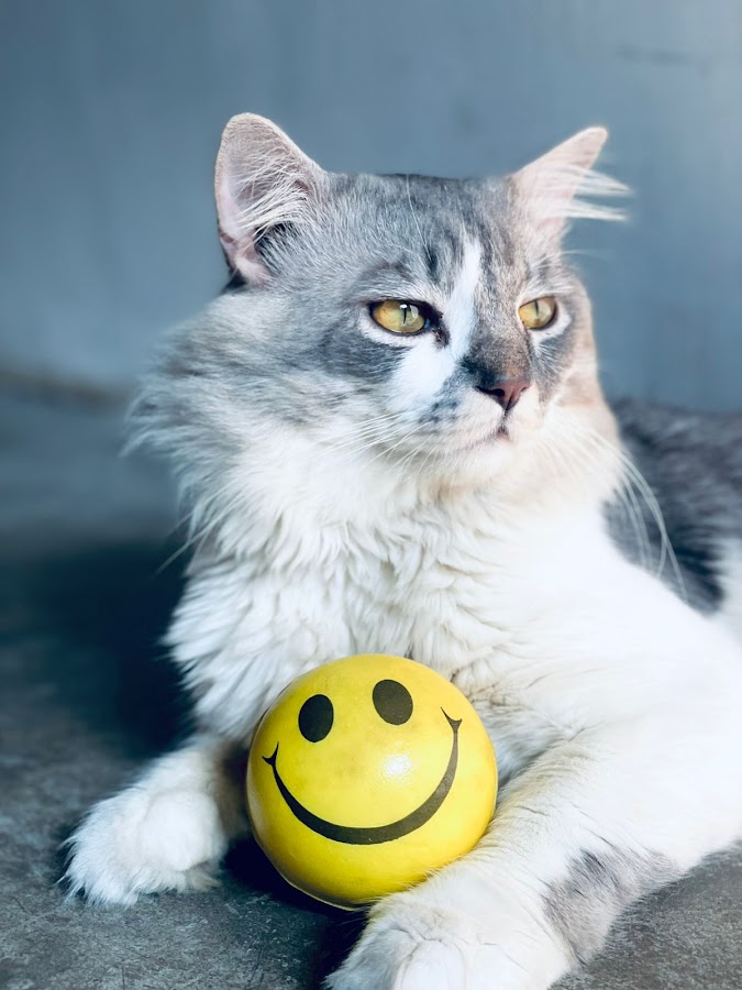 Persian Cat Shop