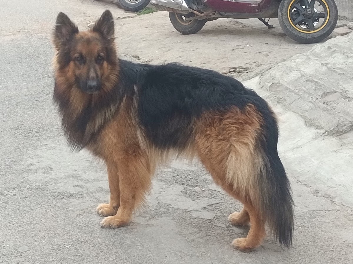 Raadhe Pet Care