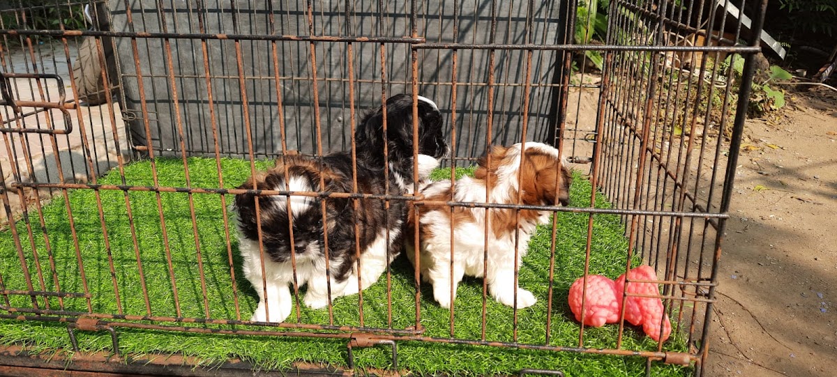 Ratnaam Pet Shop