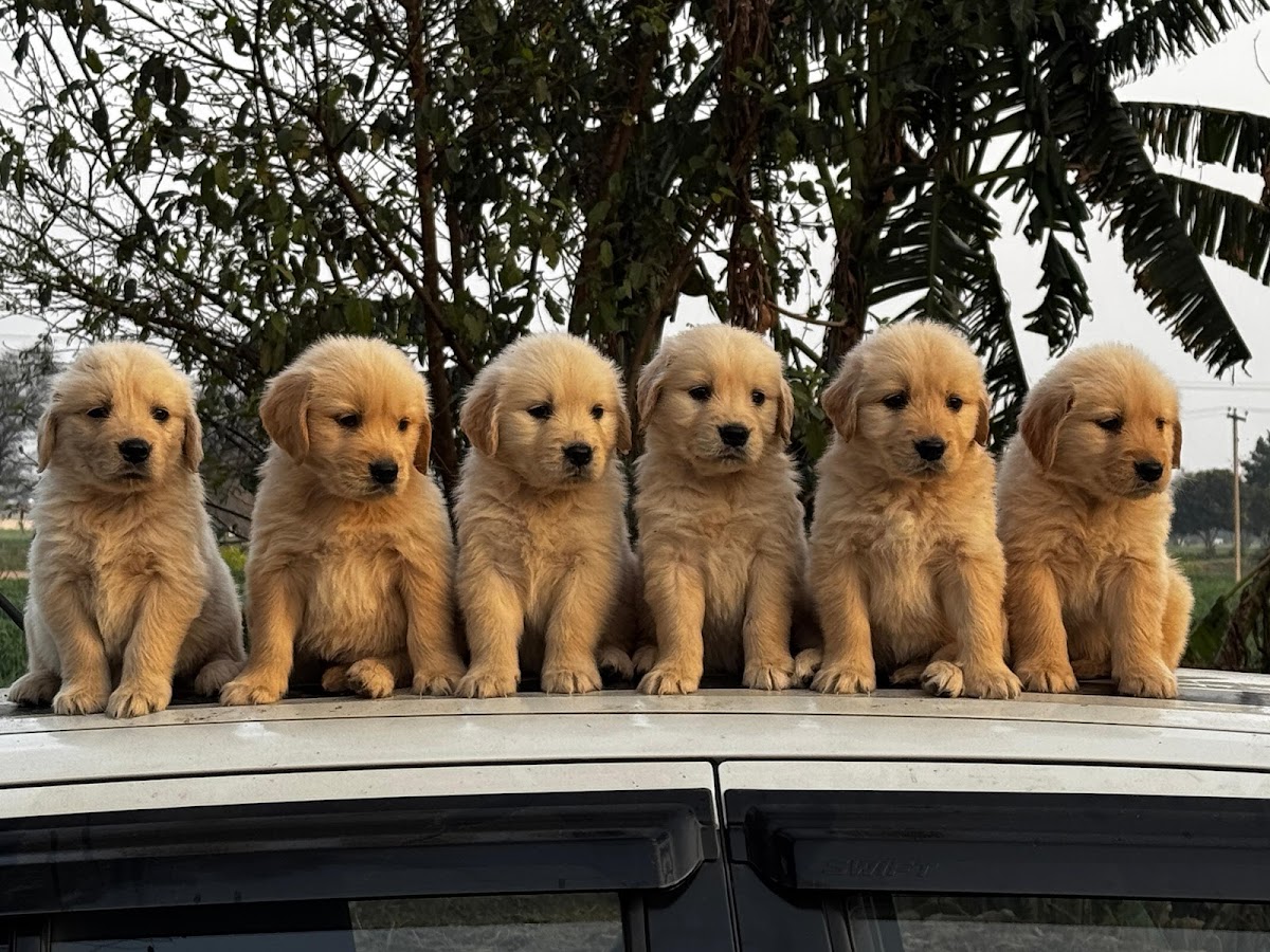 Shivaya Best Pet Puppy Shop