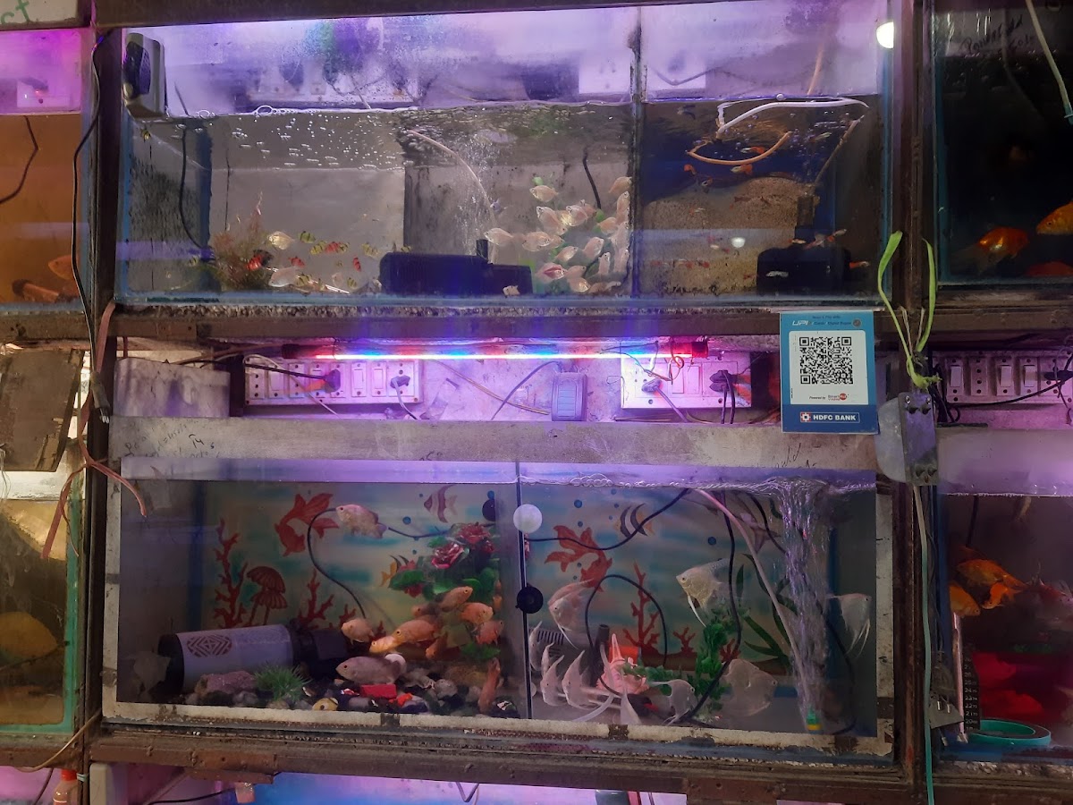 Umama Aquariums and Junaid Per Shop