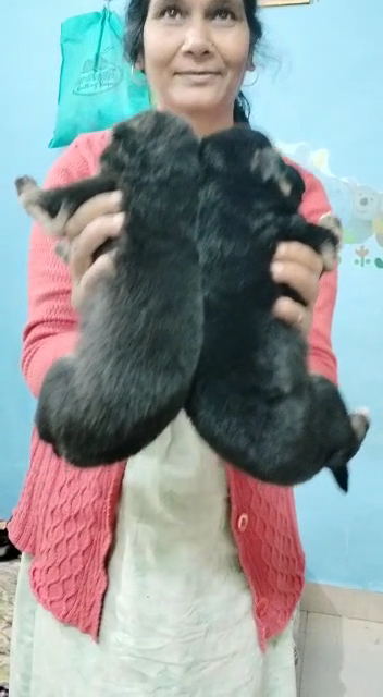 Pets Pamper