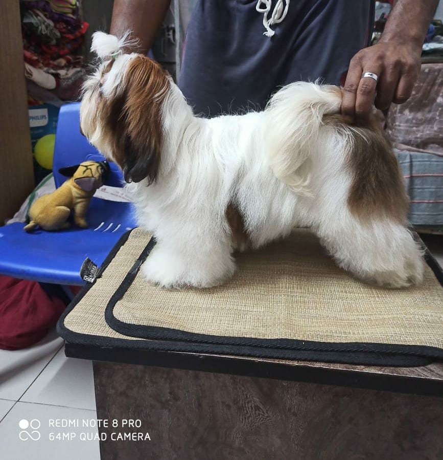 Relite Pet Gallery