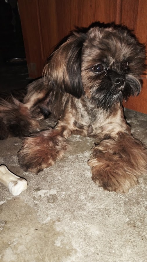 Wagging Tail Pet Salon