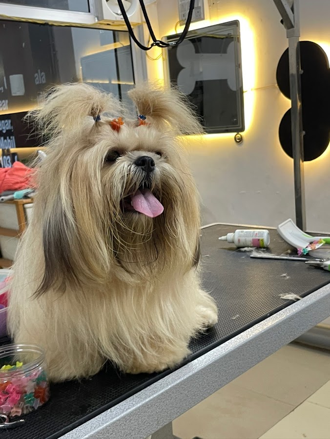 Love Pet Grooming Shop