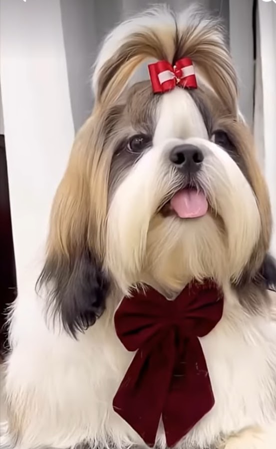 Pet Grooming