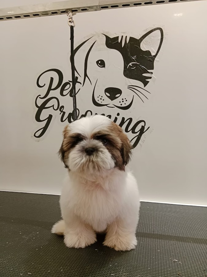 LUCI'S PET Grooming Salon