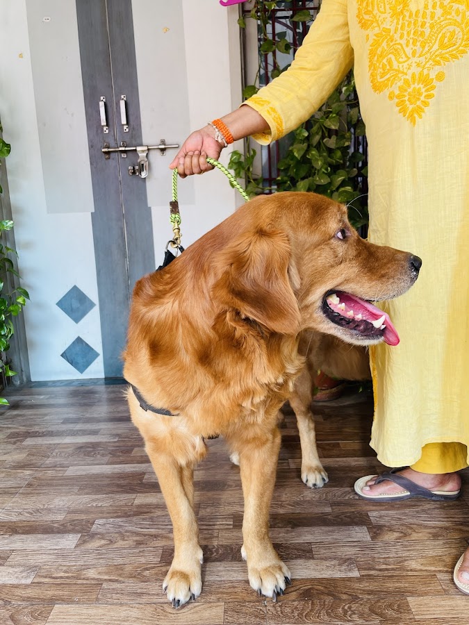 Labrador King