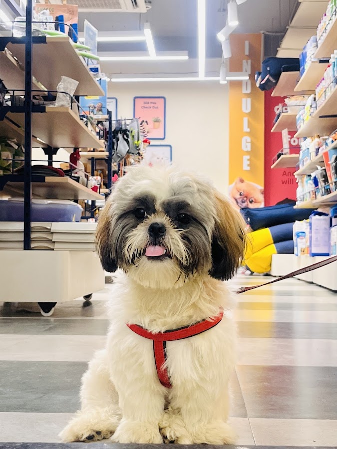 Zigly Pet Care