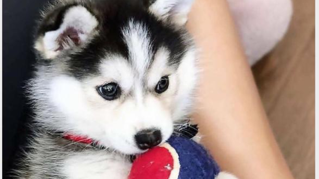 Way2pets