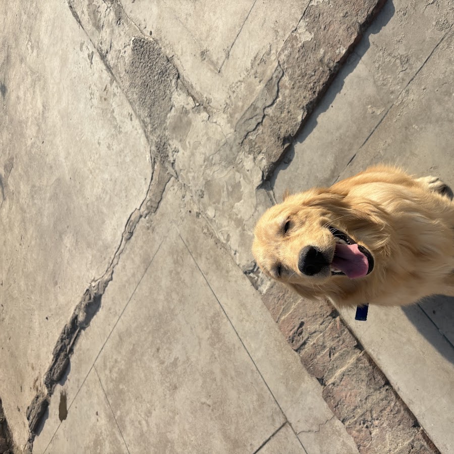 Jimmy Pet Care and Dog Hostel - Pet Grooming in Aishbagh, Lucknow