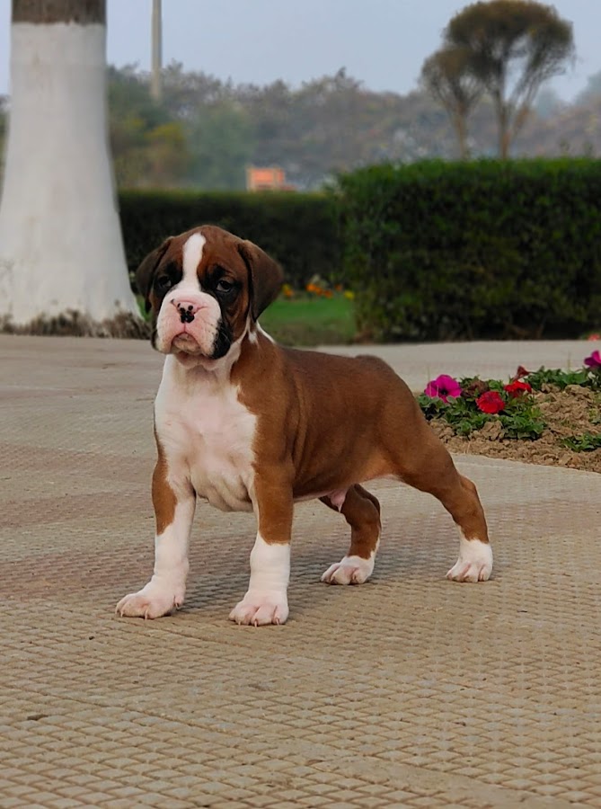 Gurmeet Pet Shop