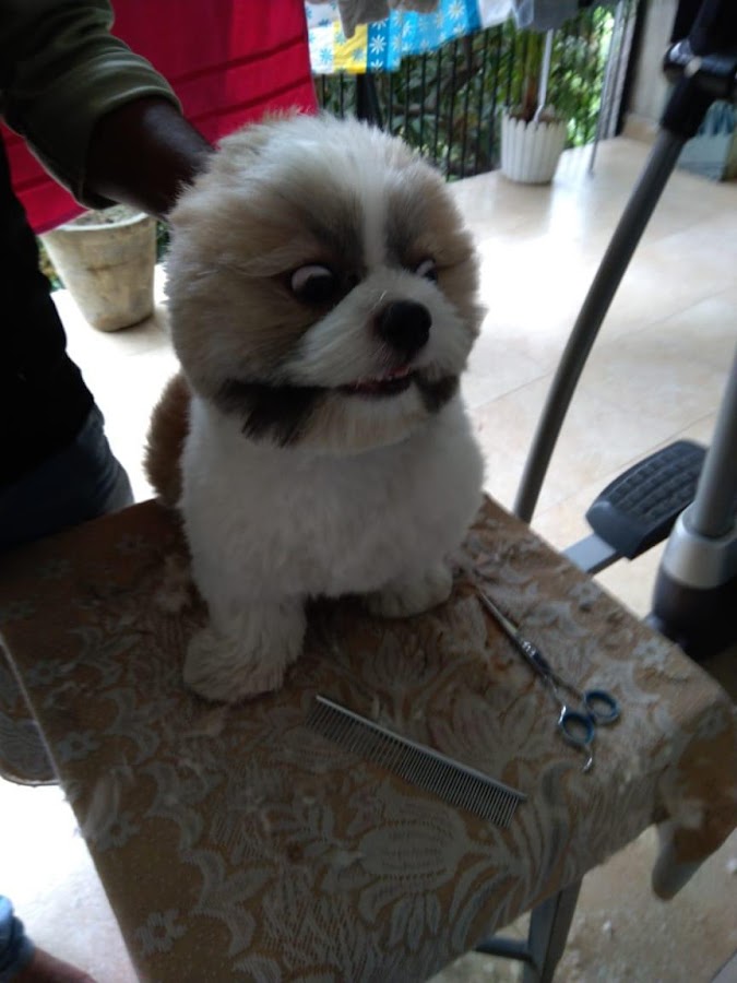 Furry Pet Home - Pet Grooming in LDA Colony, Lucknow