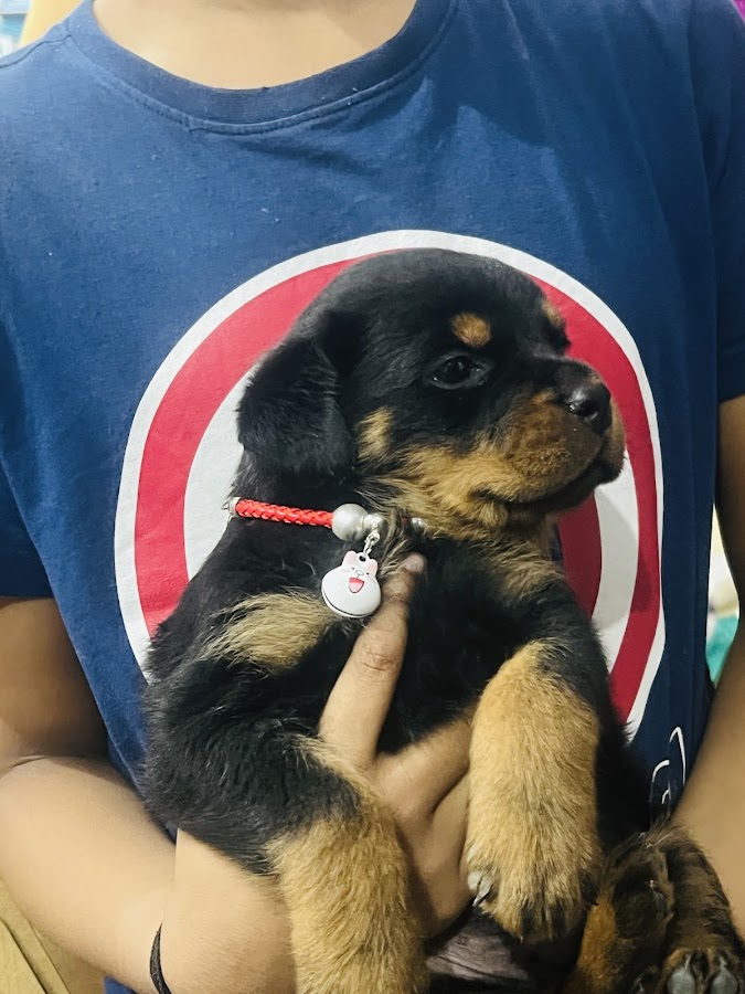 Kennel Pets Adda - Pet Grooming in Chinhat, Lucknow