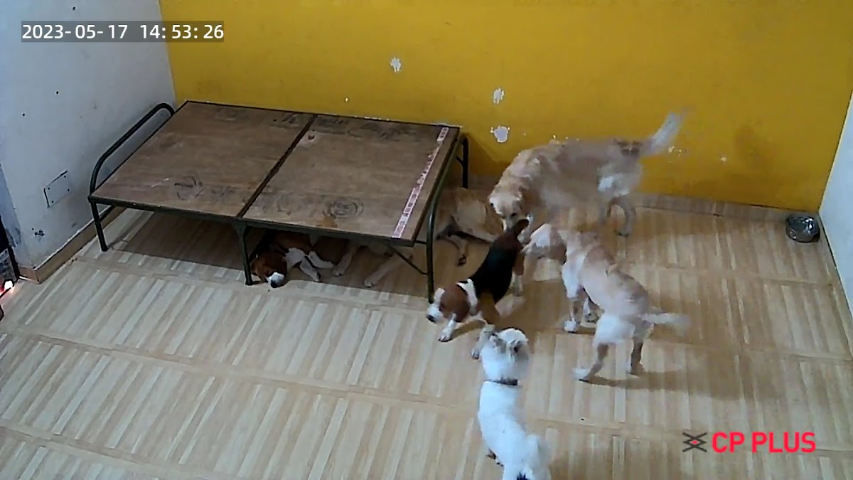 Jay Pets Grooming Salon - Pet Grooming in Rajajipuram, Lucknow