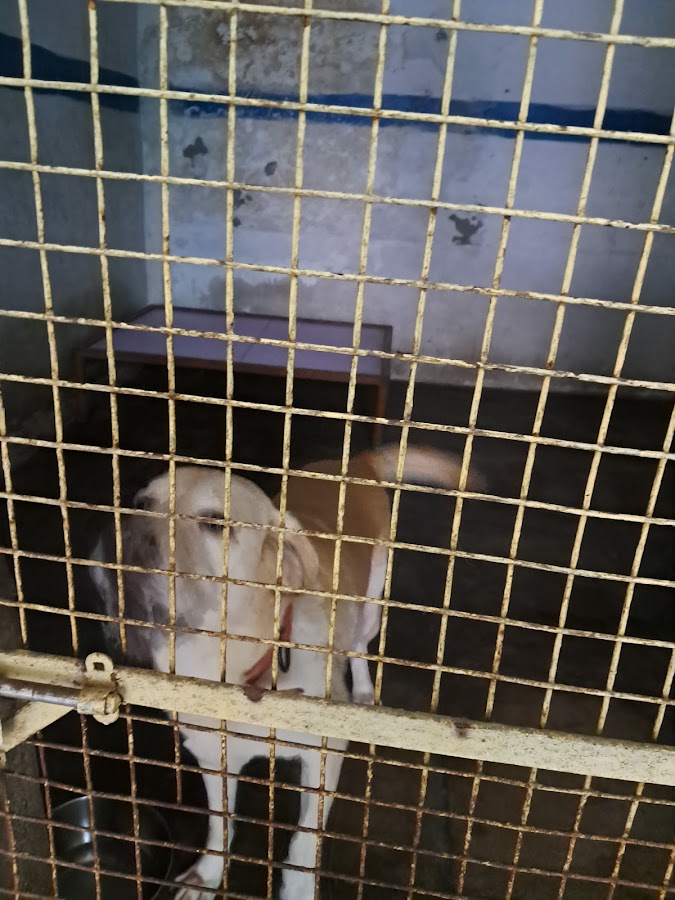 Pranilok Pets Creche & Care Centre - Pet Grooming in Ahamamau, Lucknow